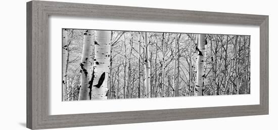 Aspen Trees in a Forest-null-Framed Photographic Print