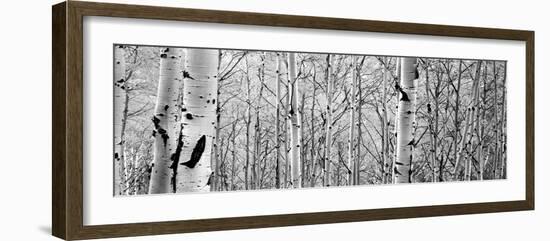 Aspen Trees in a Forest-null-Framed Photographic Print