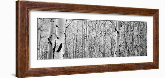 Aspen Trees in a Forest-null-Framed Photographic Print