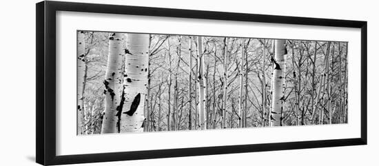 Aspen Trees in a Forest-null-Framed Photographic Print