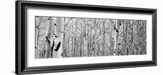 Aspen Trees in a Forest-null-Framed Photographic Print