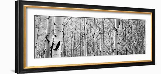 Aspen Trees in a Forest-null-Framed Photographic Print