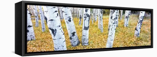 Aspen Trees in a Grove, Hart Prairie, Coconino National Forest, Arizona, Usa-null-Framed Premier Image Canvas