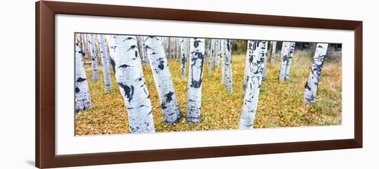 Aspen Trees in a Grove, Hart Prairie, Coconino National Forest, Arizona, Usa-null-Framed Photographic Print