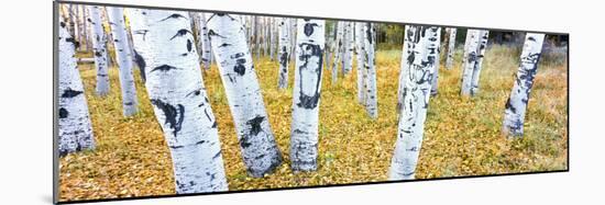 Aspen Trees in a Grove, Hart Prairie, Coconino National Forest, Arizona, Usa-null-Mounted Photographic Print