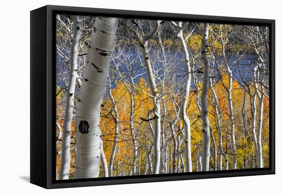 Aspen trees in above Fish Lake. Fishlake National Forest, Utah, USA-Scott T. Smith-Framed Premier Image Canvas