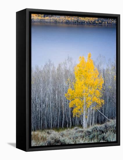 Aspen trees in above Fish Lake. Fishlake National Forest, Utah, USA-Scott T. Smith-Framed Premier Image Canvas