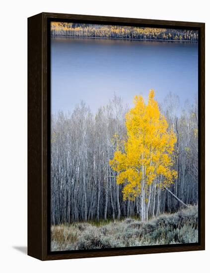 Aspen trees in above Fish Lake. Fishlake National Forest, Utah, USA-Scott T. Smith-Framed Premier Image Canvas