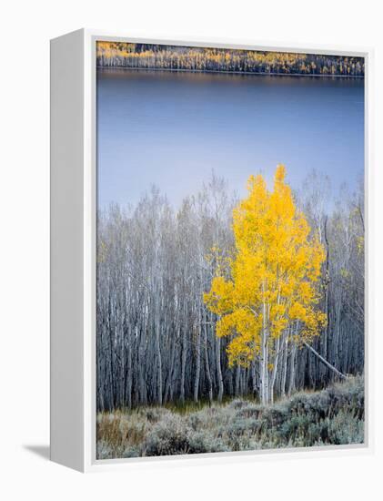 Aspen trees in above Fish Lake. Fishlake National Forest, Utah, USA-Scott T. Smith-Framed Premier Image Canvas