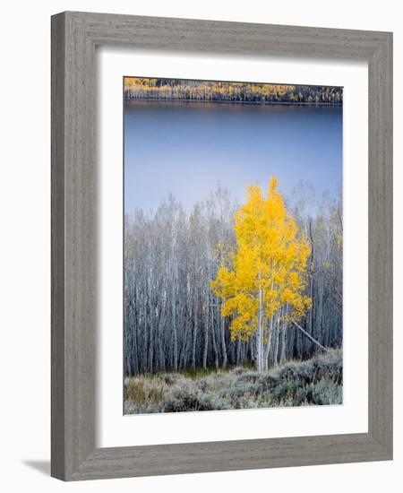 Aspen trees in above Fish Lake. Fishlake National Forest, Utah, USA-Scott T. Smith-Framed Photographic Print