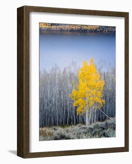 Aspen trees in above Fish Lake. Fishlake National Forest, Utah, USA-Scott T. Smith-Framed Photographic Print