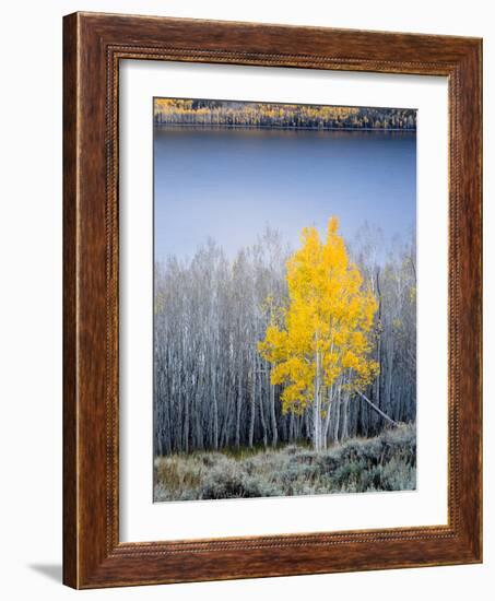 Aspen trees in above Fish Lake. Fishlake National Forest, Utah, USA-Scott T. Smith-Framed Photographic Print