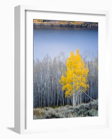 Aspen trees in above Fish Lake. Fishlake National Forest, Utah, USA-Scott T. Smith-Framed Photographic Print