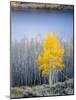 Aspen trees in above Fish Lake. Fishlake National Forest, Utah, USA-Scott T. Smith-Mounted Photographic Print