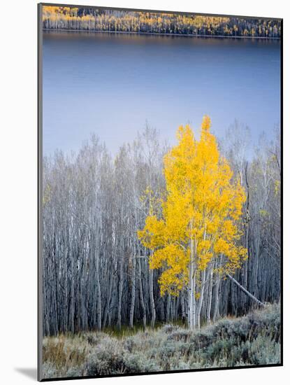 Aspen trees in above Fish Lake. Fishlake National Forest, Utah, USA-Scott T. Smith-Mounted Photographic Print