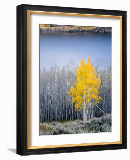 Aspen trees in above Fish Lake. Fishlake National Forest, Utah, USA-Scott T. Smith-Framed Photographic Print