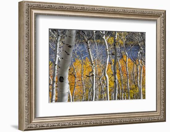 Aspen trees in above Fish Lake. Fishlake National Forest, Utah, USA-Scott T. Smith-Framed Photographic Print