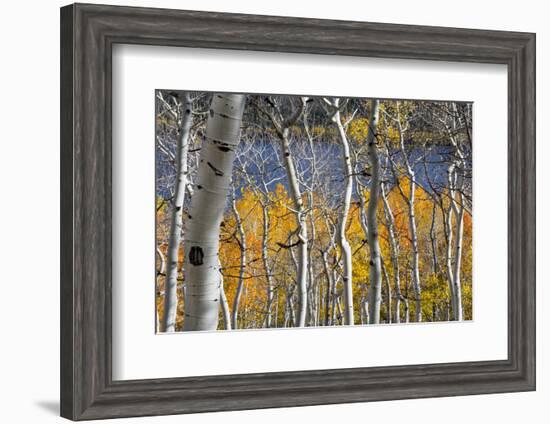 Aspen trees in above Fish Lake. Fishlake National Forest, Utah, USA-Scott T. Smith-Framed Photographic Print