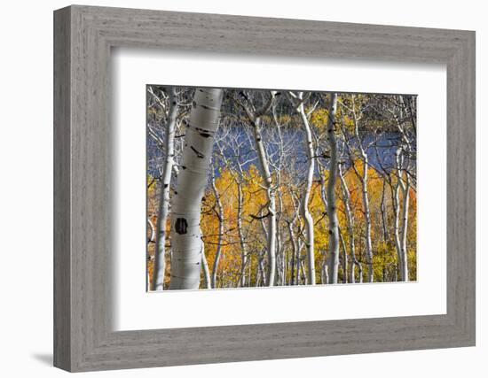 Aspen trees in above Fish Lake. Fishlake National Forest, Utah, USA-Scott T. Smith-Framed Photographic Print