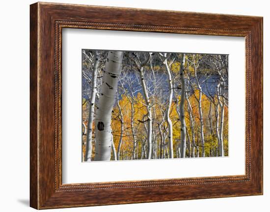 Aspen trees in above Fish Lake. Fishlake National Forest, Utah, USA-Scott T. Smith-Framed Photographic Print