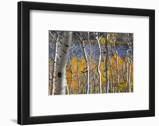 Aspen trees in above Fish Lake. Fishlake National Forest, Utah, USA-Scott T. Smith-Framed Photographic Print