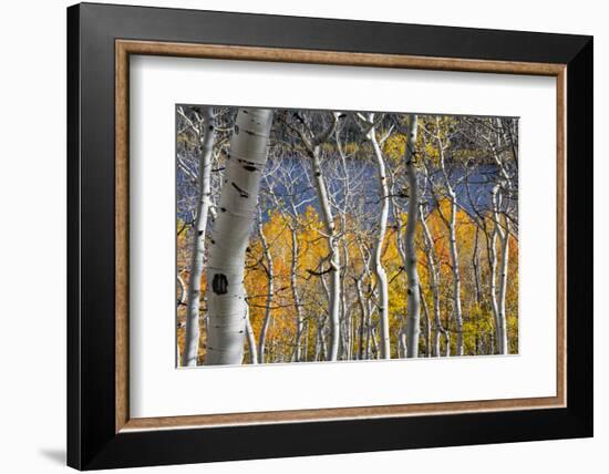 Aspen trees in above Fish Lake. Fishlake National Forest, Utah, USA-Scott T. Smith-Framed Photographic Print