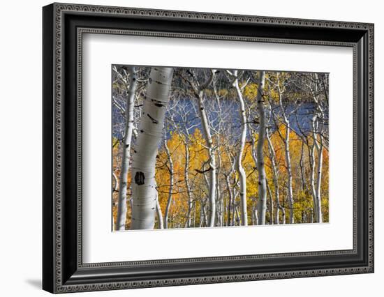 Aspen trees in above Fish Lake. Fishlake National Forest, Utah, USA-Scott T. Smith-Framed Photographic Print