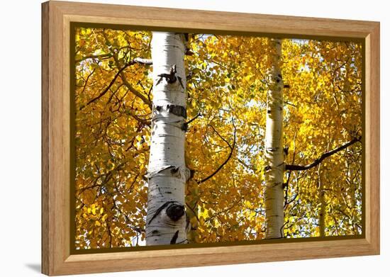 Aspen trees in autumn, Blake Trail, Colorado.-Mallorie Ostrowitz-Framed Premier Image Canvas