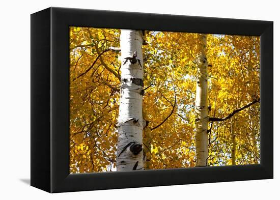 Aspen trees in autumn, Blake Trail, Colorado.-Mallorie Ostrowitz-Framed Premier Image Canvas