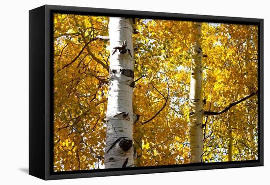 Aspen trees in autumn, Blake Trail, Colorado.-Mallorie Ostrowitz-Framed Premier Image Canvas