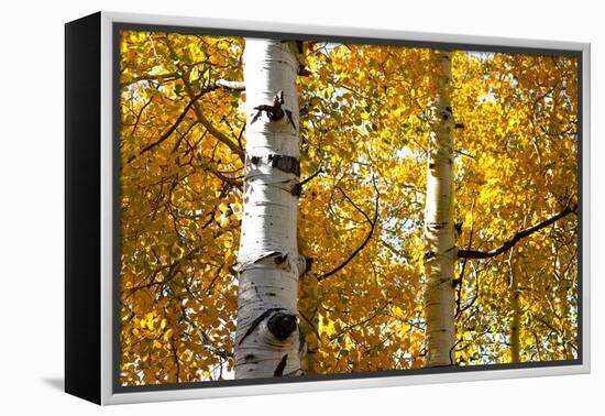 Aspen trees in autumn, Blake Trail, Colorado.-Mallorie Ostrowitz-Framed Premier Image Canvas