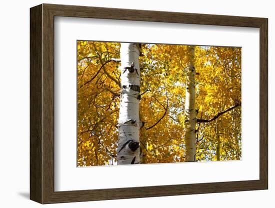 Aspen trees in autumn, Blake Trail, Colorado.-Mallorie Ostrowitz-Framed Photographic Print