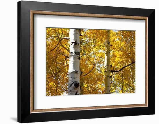 Aspen trees in autumn, Blake Trail, Colorado.-Mallorie Ostrowitz-Framed Photographic Print