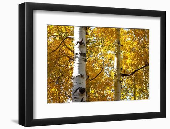 Aspen trees in autumn, Blake Trail, Colorado.-Mallorie Ostrowitz-Framed Photographic Print
