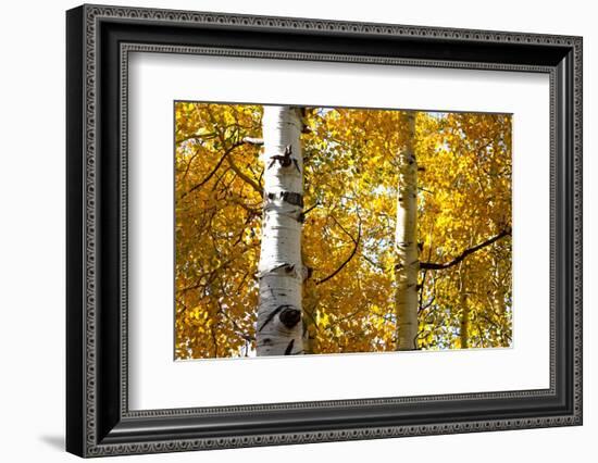 Aspen trees in autumn, Blake Trail, Colorado.-Mallorie Ostrowitz-Framed Photographic Print