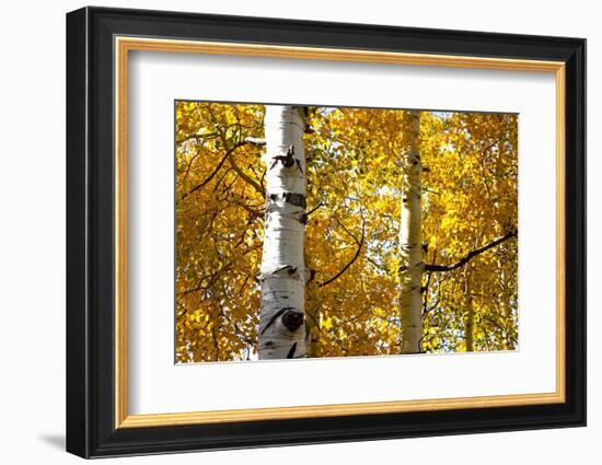 Aspen trees in autumn, Blake Trail, Colorado.-Mallorie Ostrowitz-Framed Photographic Print