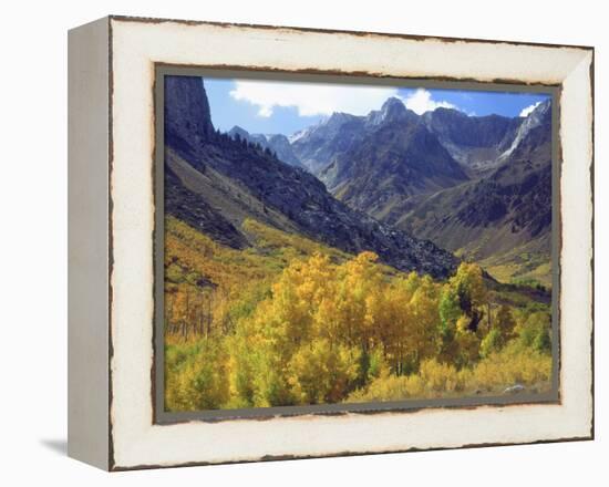 Aspen Trees in Autumn Color in the Mcgee Creek Area, Sierra Nevada Mountains, California, USA-Christopher Talbot Frank-Framed Premier Image Canvas