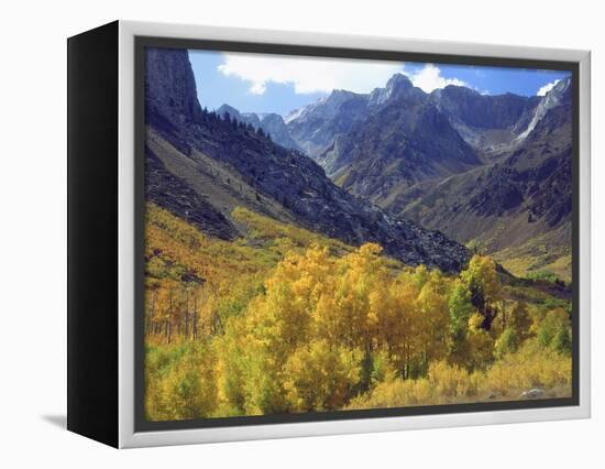 Aspen Trees in Autumn Color in the Mcgee Creek Area, Sierra Nevada Mountains, California, USA-Christopher Talbot Frank-Framed Premier Image Canvas