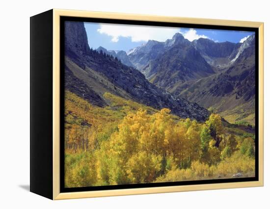 Aspen Trees in Autumn Color in the Mcgee Creek Area, Sierra Nevada Mountains, California, USA-Christopher Talbot Frank-Framed Premier Image Canvas