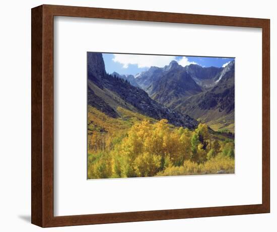 Aspen Trees in Autumn Color in the Mcgee Creek Area, Sierra Nevada Mountains, California, USA-Christopher Talbot Frank-Framed Photographic Print