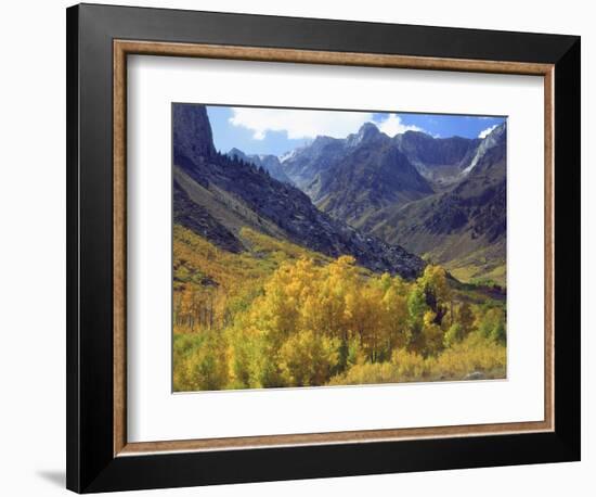 Aspen Trees in Autumn Color in the Mcgee Creek Area, Sierra Nevada Mountains, California, USA-Christopher Talbot Frank-Framed Photographic Print