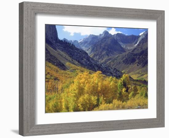 Aspen Trees in Autumn Color in the Mcgee Creek Area, Sierra Nevada Mountains, California, USA-Christopher Talbot Frank-Framed Photographic Print