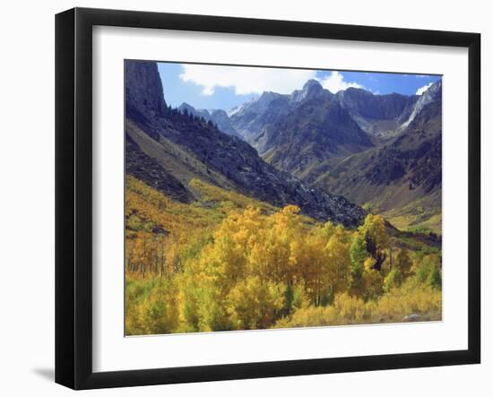 Aspen Trees in Autumn Color in the Mcgee Creek Area, Sierra Nevada Mountains, California, USA-Christopher Talbot Frank-Framed Photographic Print