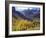 Aspen Trees in Autumn Color in the Mcgee Creek Area, Sierra Nevada Mountains, California, USA-Christopher Talbot Frank-Framed Photographic Print