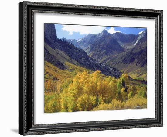 Aspen Trees in Autumn Color in the Mcgee Creek Area, Sierra Nevada Mountains, California, USA-Christopher Talbot Frank-Framed Photographic Print