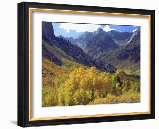 Aspen Trees in Autumn Color in the Mcgee Creek Area, Sierra Nevada Mountains, California, USA-Christopher Talbot Frank-Framed Photographic Print