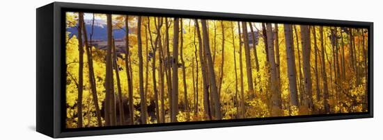 Aspen Trees in Autumn, Colorado, USA-null-Framed Premier Image Canvas