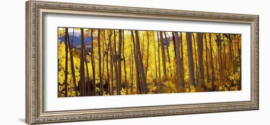 Aspen Trees in Autumn, Colorado, USA-null-Framed Photographic Print