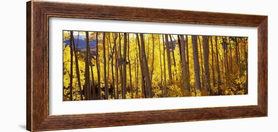 Aspen Trees in Autumn, Colorado, USA-null-Framed Photographic Print