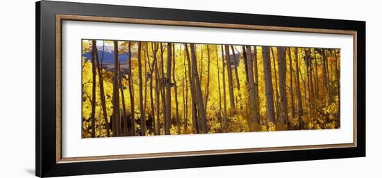 Aspen Trees in Autumn, Colorado, USA-null-Framed Photographic Print